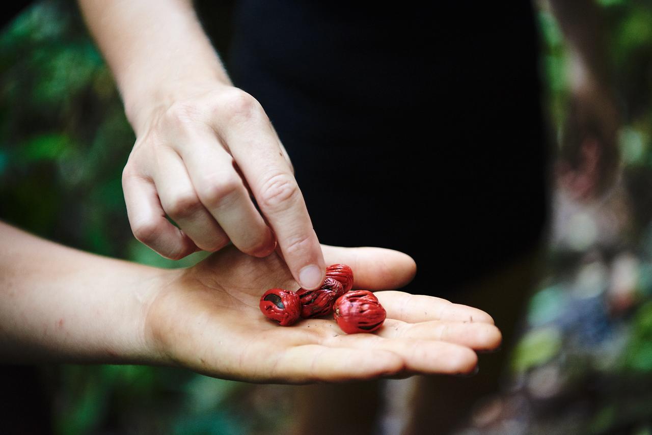 Daintree Ecolodge Екстериор снимка